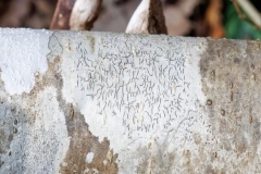Graphis sp