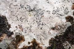 Diploschistes diacapsis