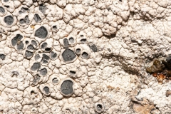 Diploschistes diacapsis