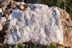 Xalocoa ocellata