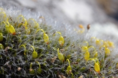 Grimmia pulvinata