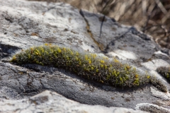 Grimmia pulvinata