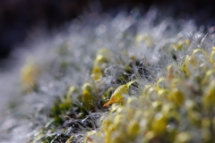 Grimmia pulvinata