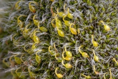 Grimmia pulvinata