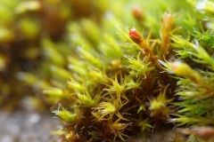 Schistidium sp