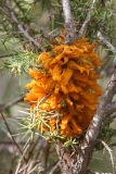 Gymnosporangium clavariiforme