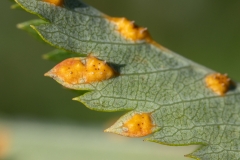 Gymnosporangium cornutum