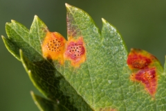 Gymnosporangium cornutum