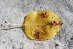 Gymnosporangium sabinae