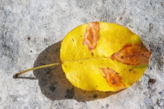 Gymnosporangium sabinae