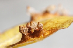 Gymnosporangium sabinae