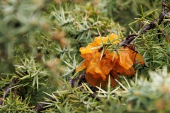 Gymnosporangium sp