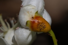 Gymnosporangium sp