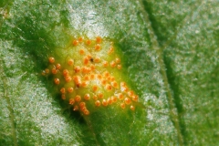 Gymnosporangium sp