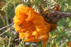 Gymnosporangium sp