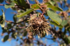 Gymnosporangium sp
