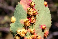 Gymnosporangium sp