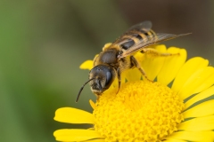 Halictus scabiosae