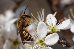 Halictus scabiosae