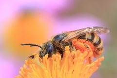 Halictus sp