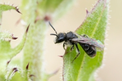 Lasioglossum sp
