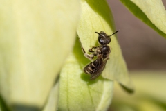 Lasioglossum sp