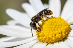 Lasioglossum sp