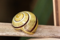 Cepaea nemoralis