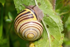 Cepaea nemoralis