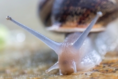 Eobania vermiculata.