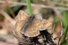 Erynnis tages