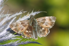 Muschampia floccifera