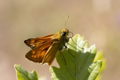 Ochlodes sylvanus