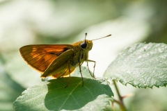 Ochlodes sylvanus