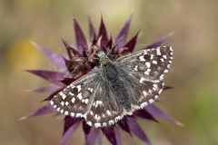 Pyrgus malvoides