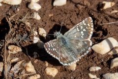 Pyrgus sp