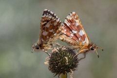 Spialia sertorius
