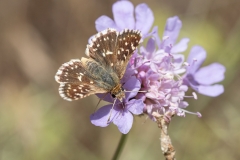 Spialia sertorius