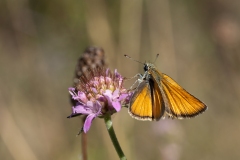 Thymelicus sylvestris