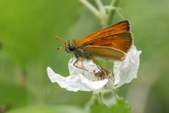 Thymelicus sylvestris