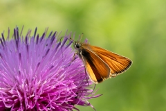 Thymelicus sylvestris