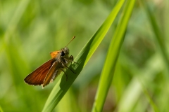 Thymelicus sylvestris