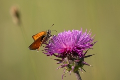 Thymelicus sylvestris