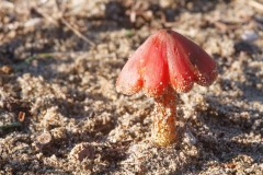 Hygrocybe conicoides