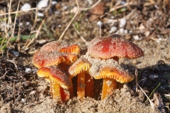 Hygrocybe conicoides
