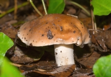 Hebeloma sp