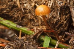 Deconica coprophila