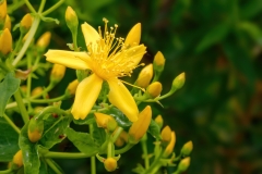 Hypericum canariense