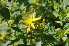 Hypericum hircinum hircinum