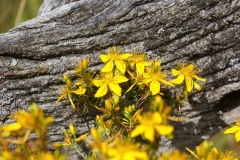 Hypericum perfoliatum